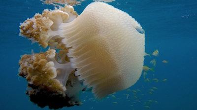 a large jellyfish
