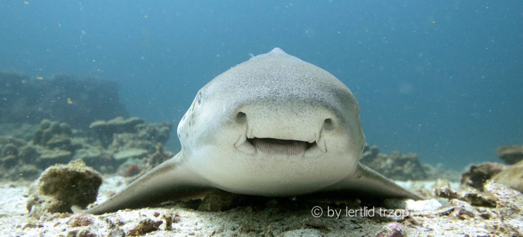 a zebra shark resting on reef. Photo showing mouth and nostrils