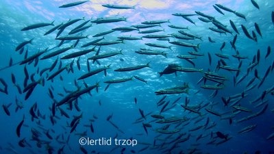 school of circling barracuda