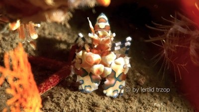 A harlequin shrimp