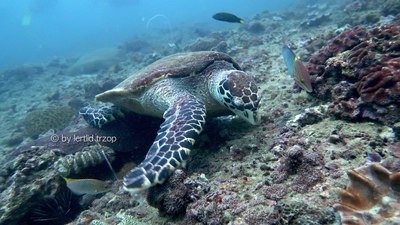 a hawksbill turtle feeding on a reef
